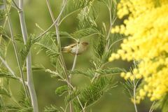 Phylloscopus collybita