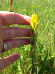 Castilleja levisecta