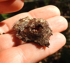 Clastoderma debaryanum