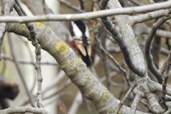 Dendrocopos major