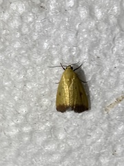 Marimatha botyoides