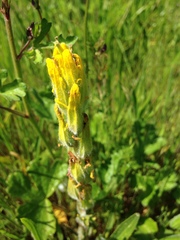 Castilleja levisecta