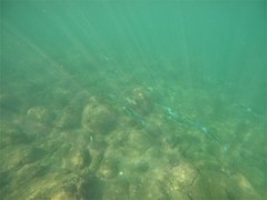 Tylosurus crocodilus fodiator