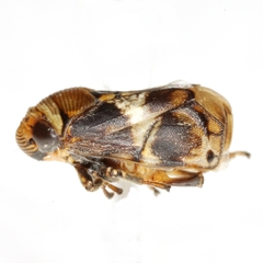 Clastoptera arizonana