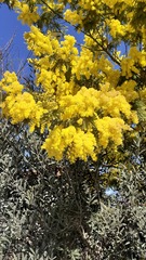 Acacia dealbata dealbata