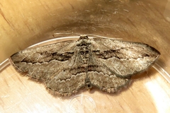Ekboarmia atlanticaria