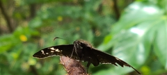 Ephyriades arcas