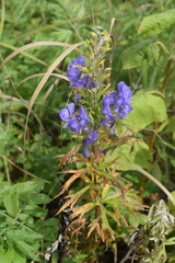 Aconitum sachalinense
