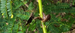 Ephyriades arcas