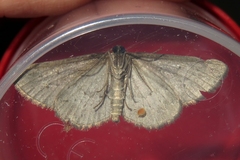 Ekboarmia atlanticaria