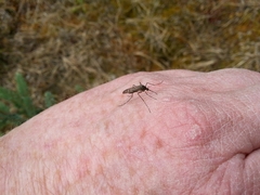 Culiseta alaskaensis