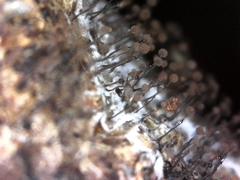 Clastoderma debaryanum