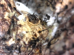 Clastoderma debaryanum