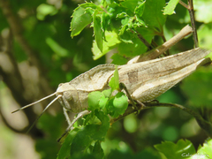 Xyleus discoideus angulatus