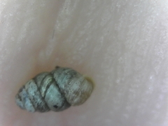Vertigo rowellii