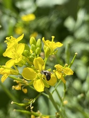 Ceratinini