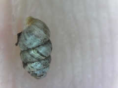 Vertigo rowellii