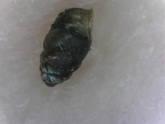 Vertigo rowellii