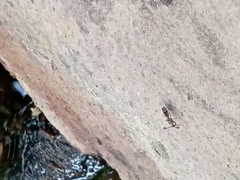 Diasemopsis aethiopica