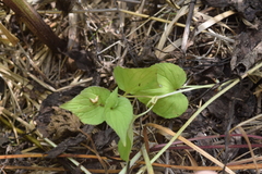 Viola acuminata