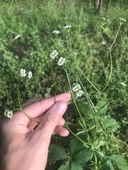 Valerianella radiata