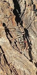 Megacyllene caryae