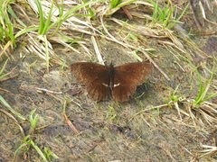 Panyapedaliodes drymaea