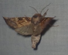 Papaipema cataphracta