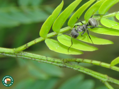Camponotus arboreus