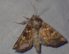 Papaipema cataphracta