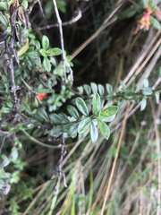 Valeriana microphylla