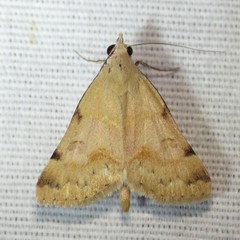 Hemeroplanis incusalis