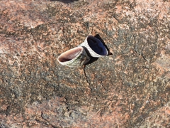 Siphonaria lessonii