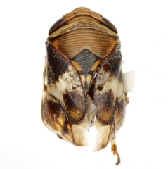 Clastoptera arizonana