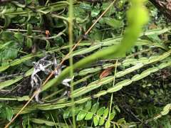 Baccharis genistelloides