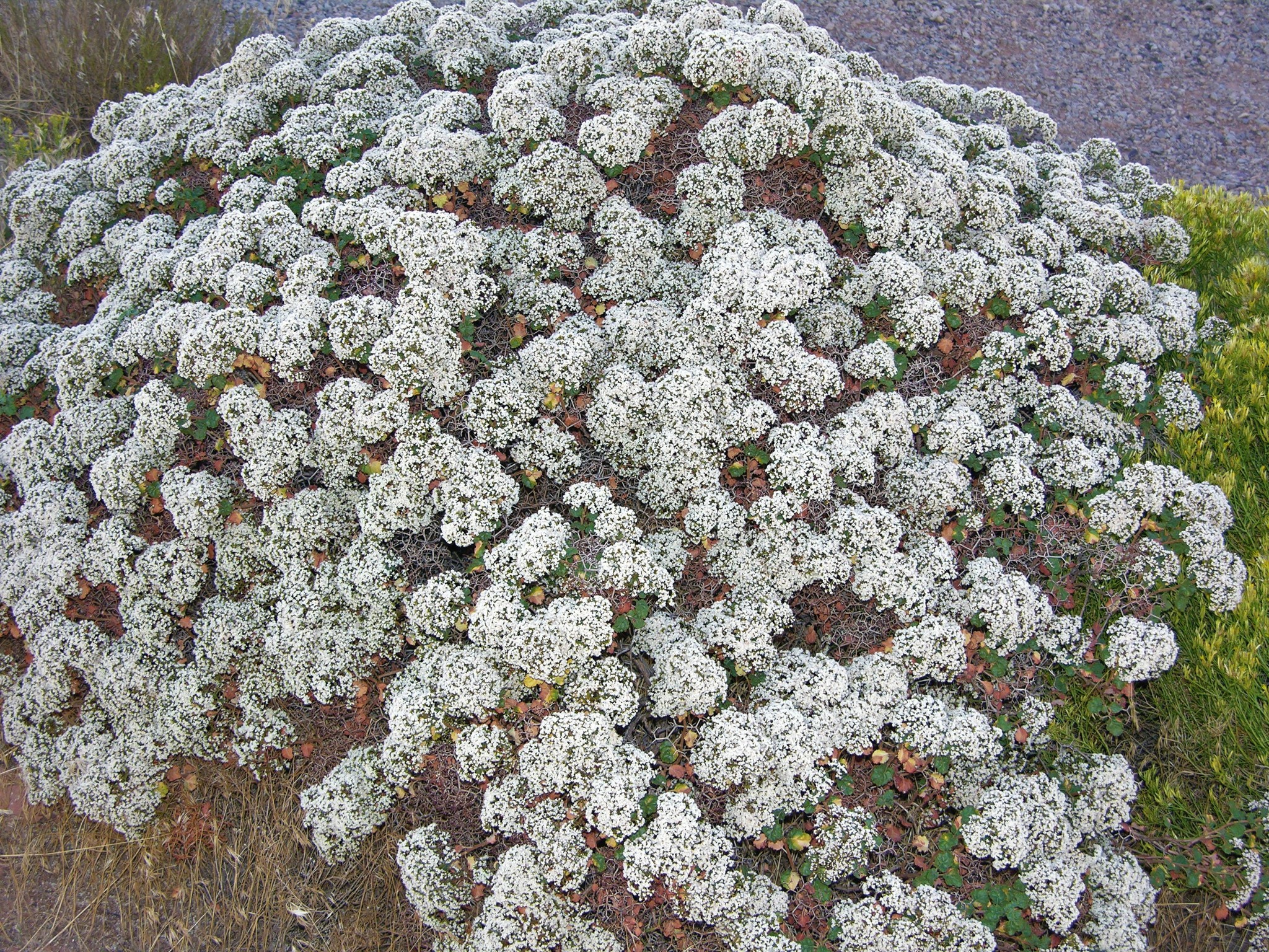 Eriogonum corymbosum