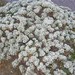 Crispleaf Buckwheat - Photo (c) shierandrulist, some rights reserved (CC BY-NC), uploaded by shierandrulist