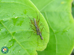 Micropeza stigmatica