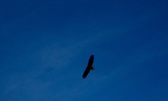 Haliaeetus leucocephalus