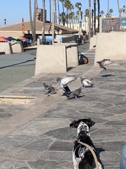 Columba livia domestica