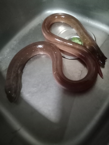 Common snake eel (Ophichthus remiger) — Ophichthidae