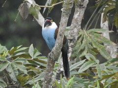 Andigena nigrirostris