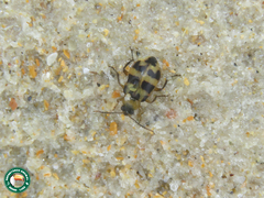 Cerotoma
