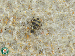 Cerotoma