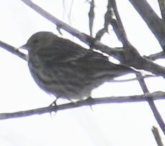 Spinus pinus image