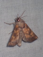 Papaipema impecuniosa