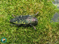 Psiloptera hoffmanni