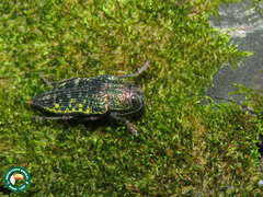 Psiloptera hoffmanni
