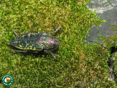 Psiloptera hoffmanni