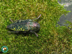 Psiloptera hoffmanni